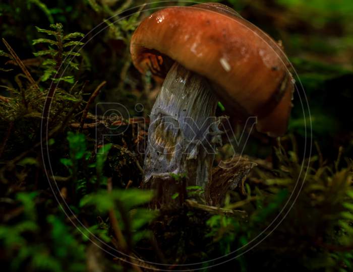 Brown Mushrooms Growing In A Green Rain Forest
