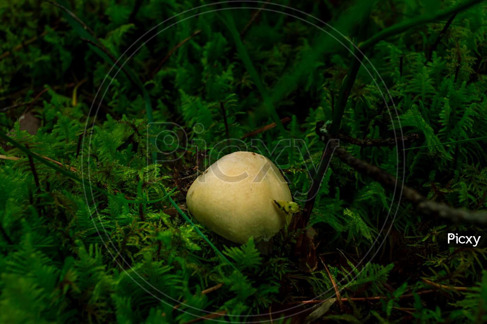 Yellow Fly Agaric Mushroom Growing In A Green Rain Forest