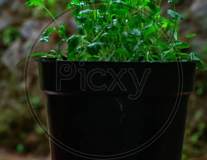 Coriander Plant In A Pot