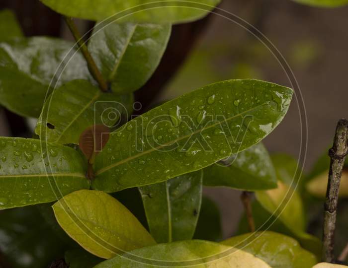 Leaf Background.