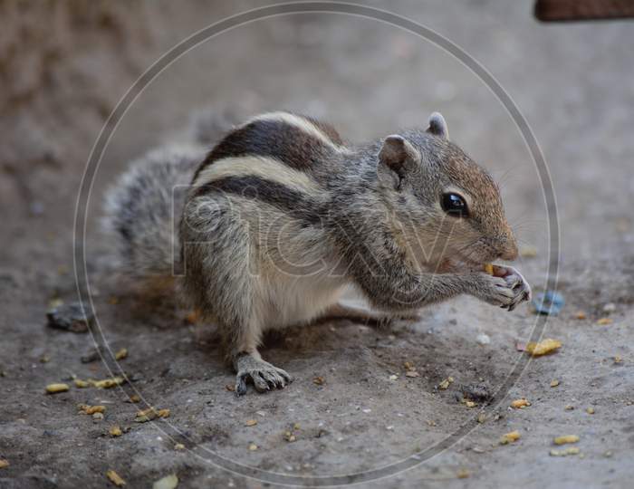 Squirrel photo taken in Ajantha