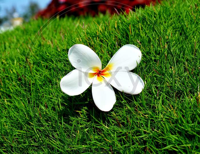 flower on grass