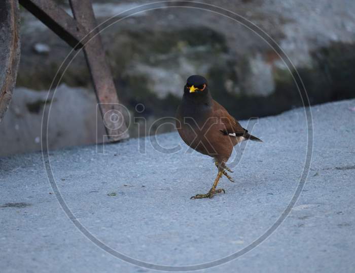 Myna Bird On Village Road Searching For Food