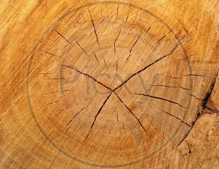 Closeup of cutted tree texture,  Wooden surface background of cutted tree - Stock Photo