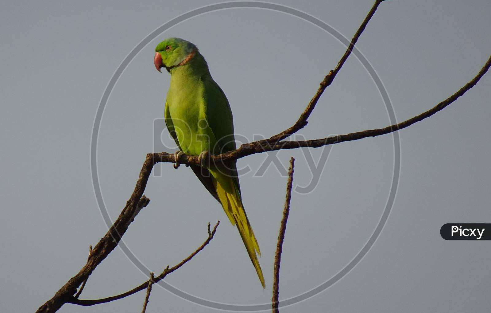 Bird Parakeet Green Tropical Parrot Fauna