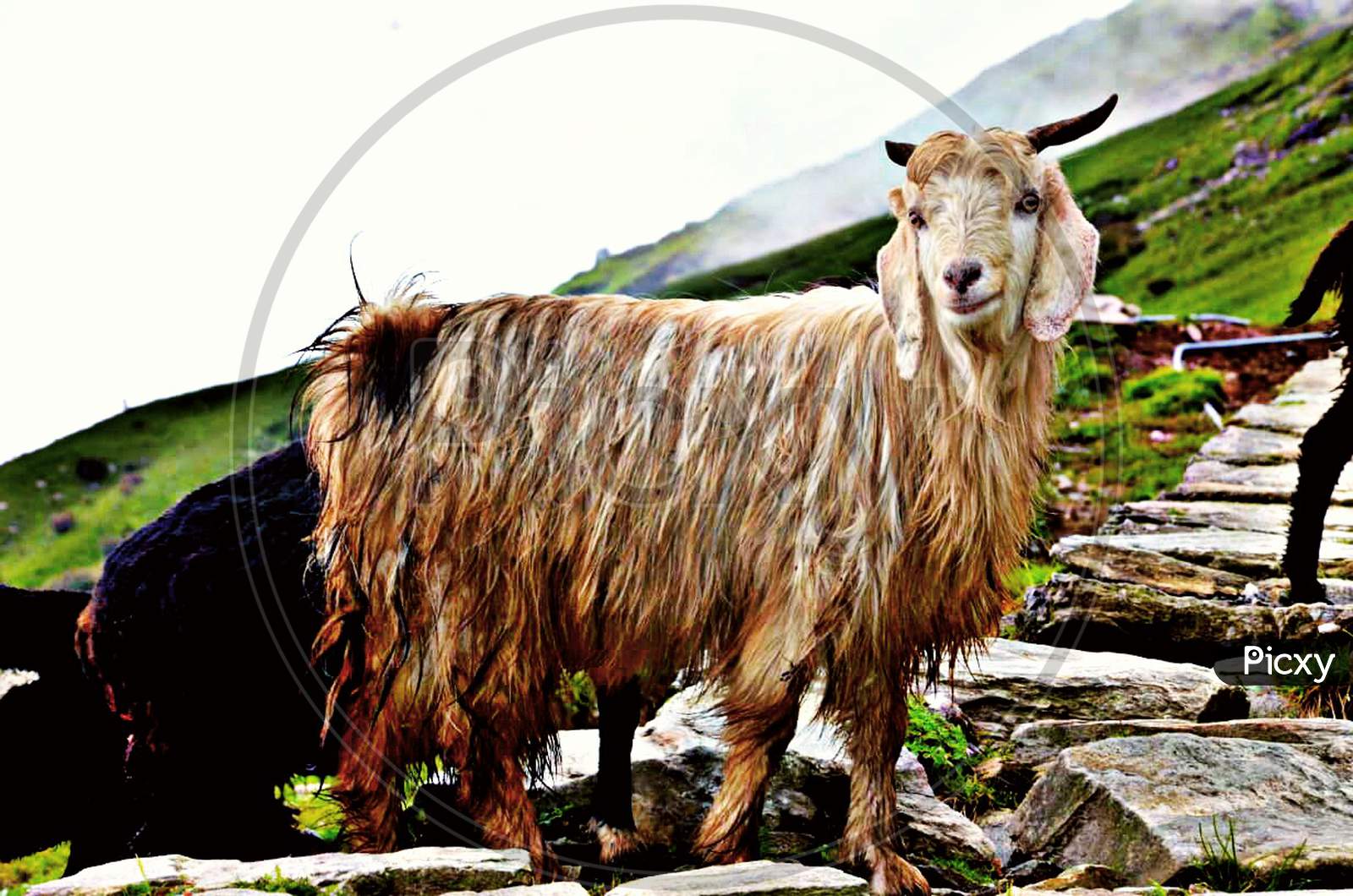 A goat in mountains