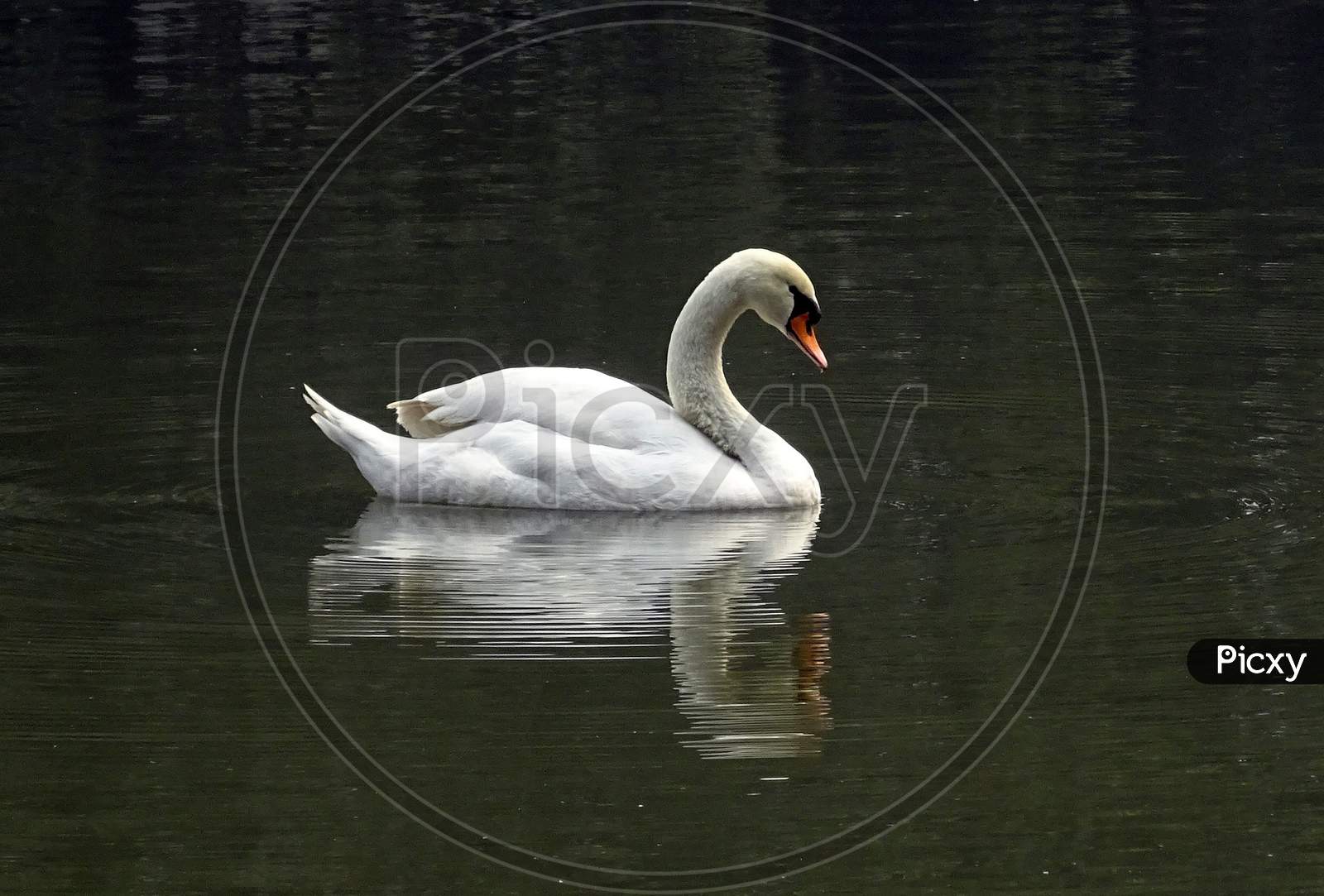 Swan bird water pond waterfowl