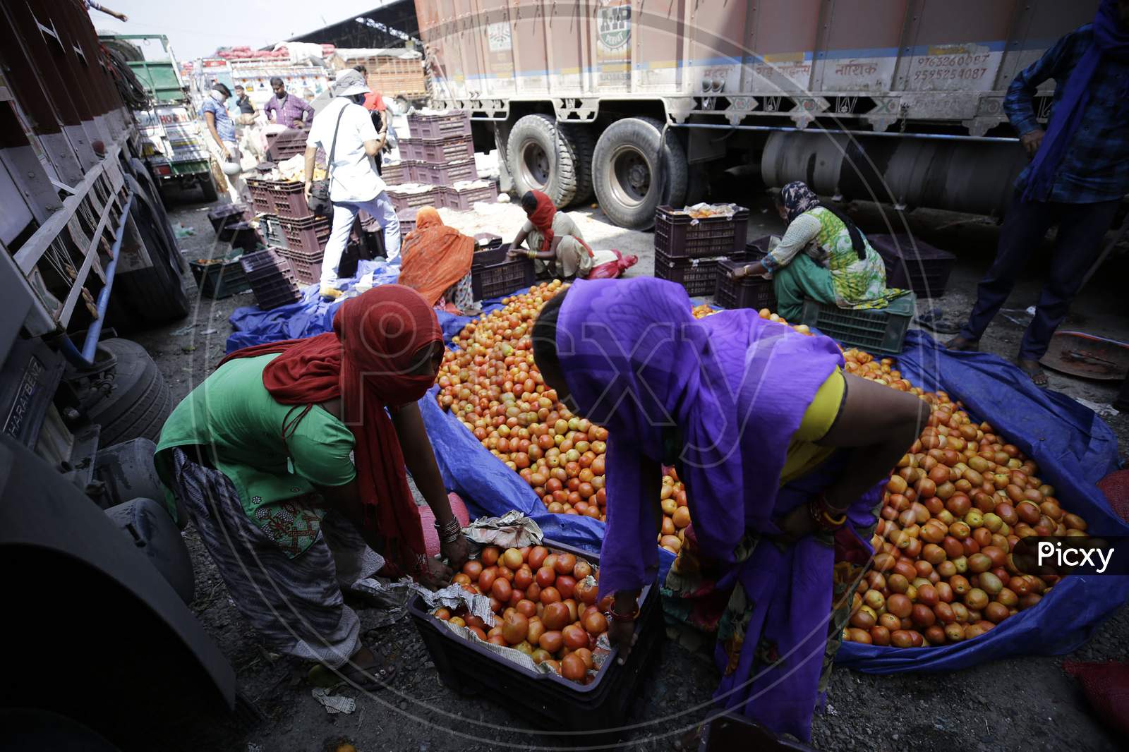 Workers sort tomatos at Narwal vegetable wholesale market on the outskirts of Jammu on September 17,2020.,Tomatos prices are skyrocketing retail rate touching Rupees 70-80per kilogram.