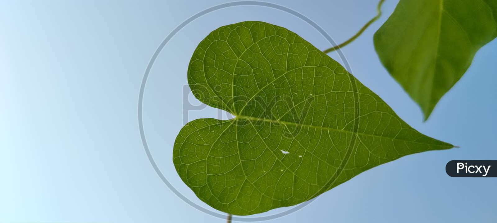 Heart shaped green Leaves!