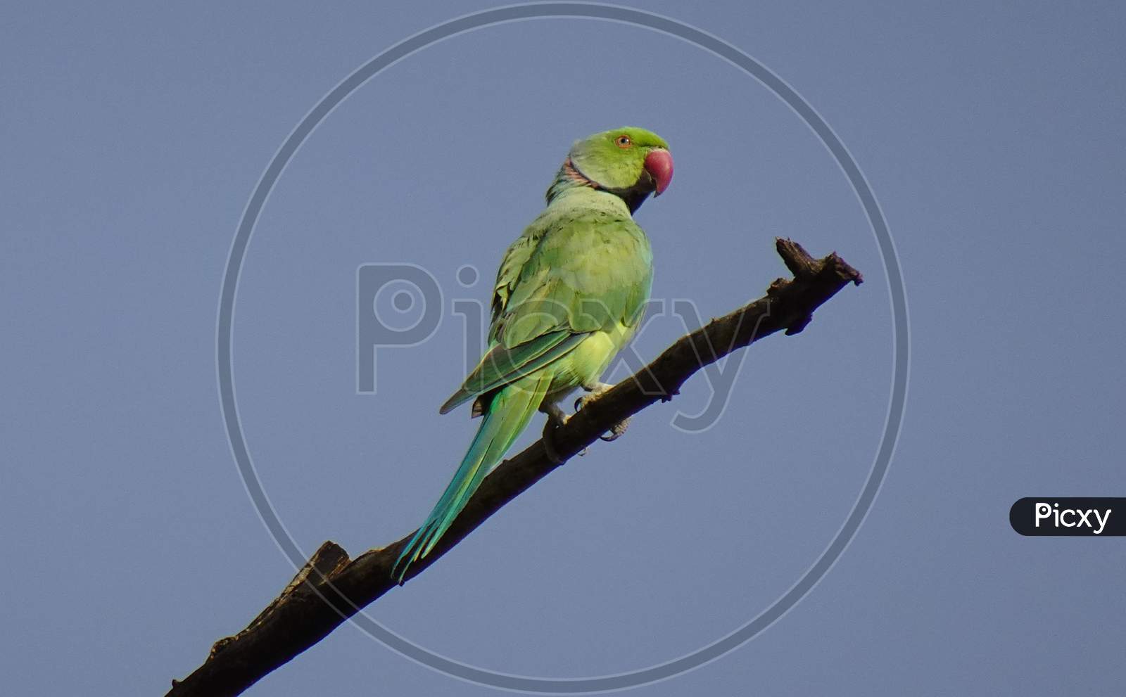 bird parakeet green tropical