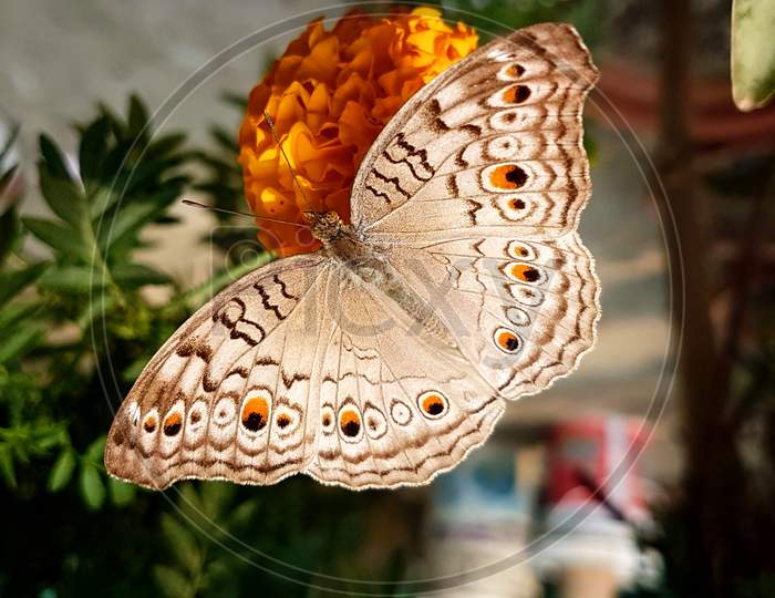 Butterfly on Genda Phool