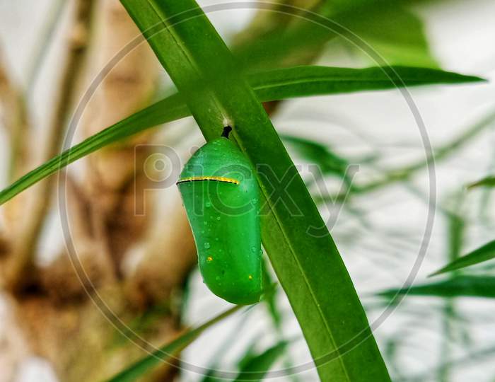 Pupa of butterfly