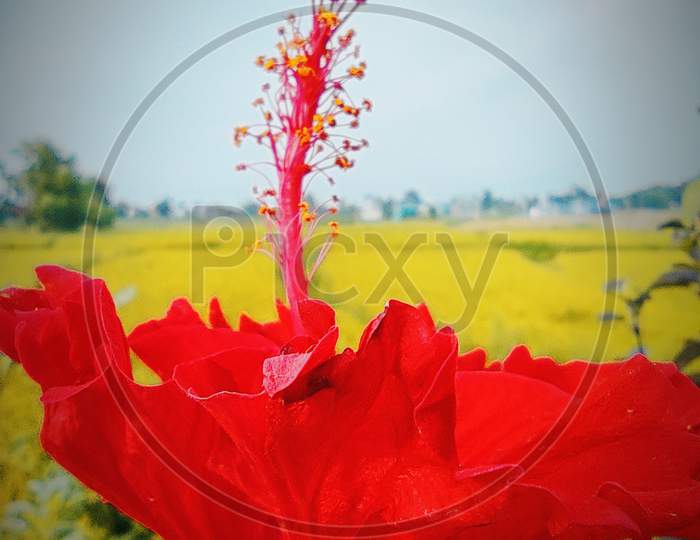 Red wildflower,macro photo