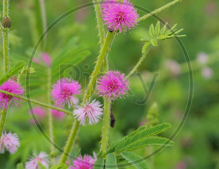 Beautiful thorn flower,pink flower,flower in asia images