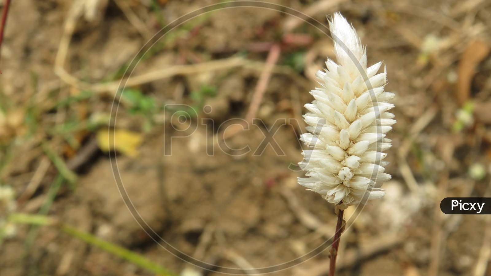 White small flower
