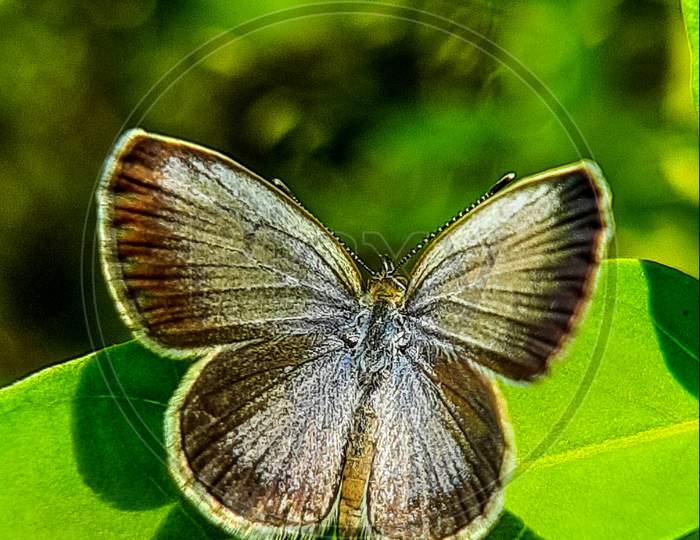 Grass blue butterfly