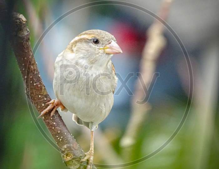 Sparrow, female sparrow