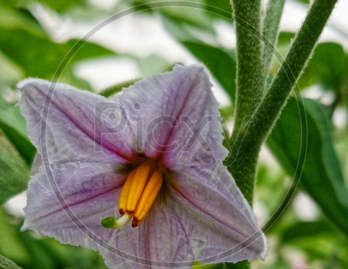 Flower of brinjal