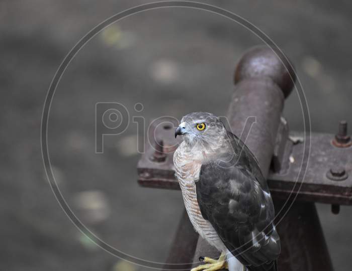 Angry look given by Hawk