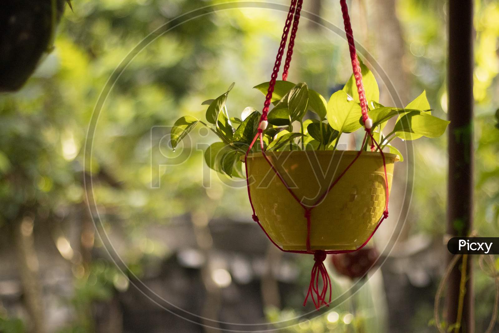 Plant Leaves In Hanging Vase