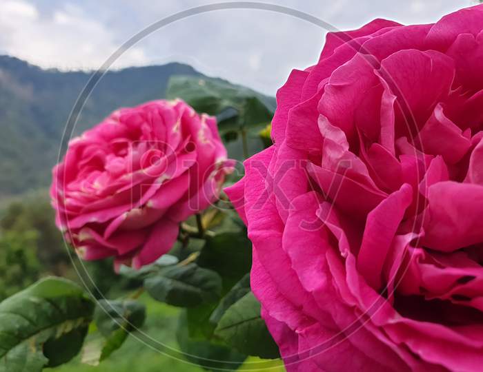 Macro Photography - Photo of two pink rose, Closeup shot of two pink roses with green mountains in background
