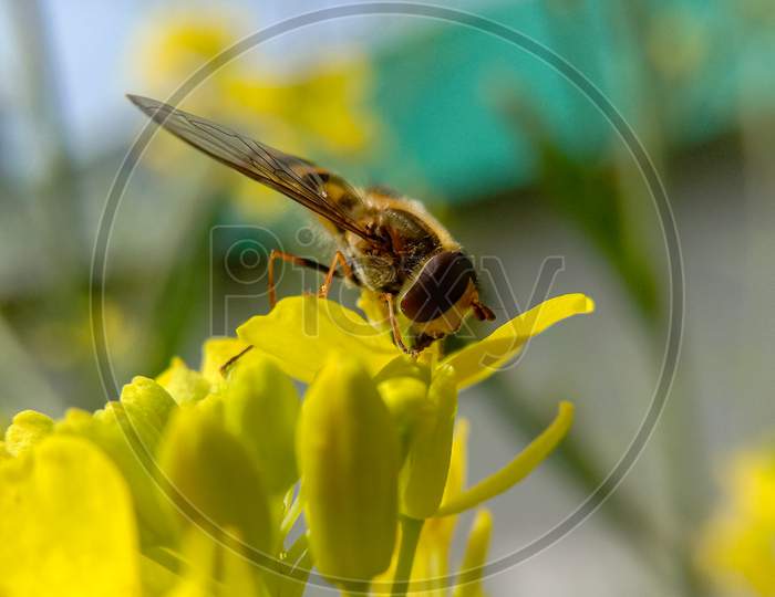 Lady Honeybee Collecting Sweet Nectar From A Yellow Flower.. Only Lady Honeybees Go Around In Search Of Nectar