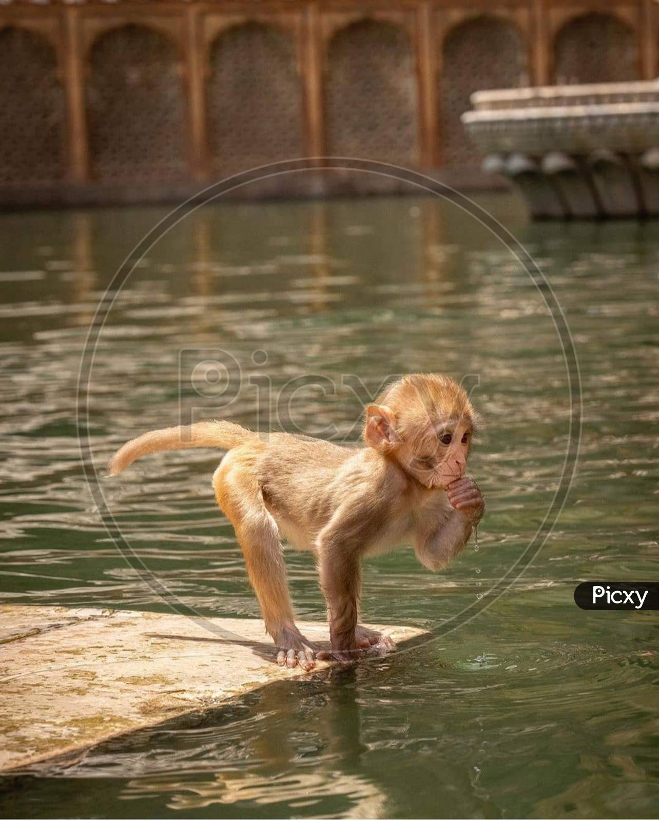 Monkey, mammal, tail, water