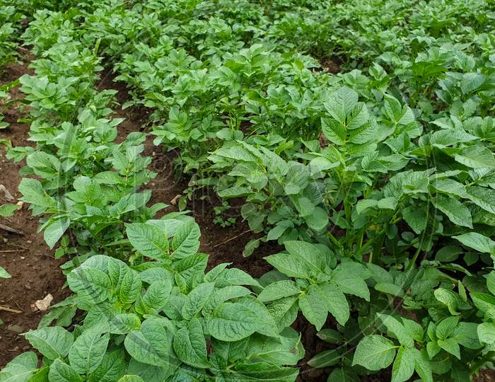 Field of potatoes in hilly area - Photo of rows of growing potatoes plant in the field in Himachal Pradesh