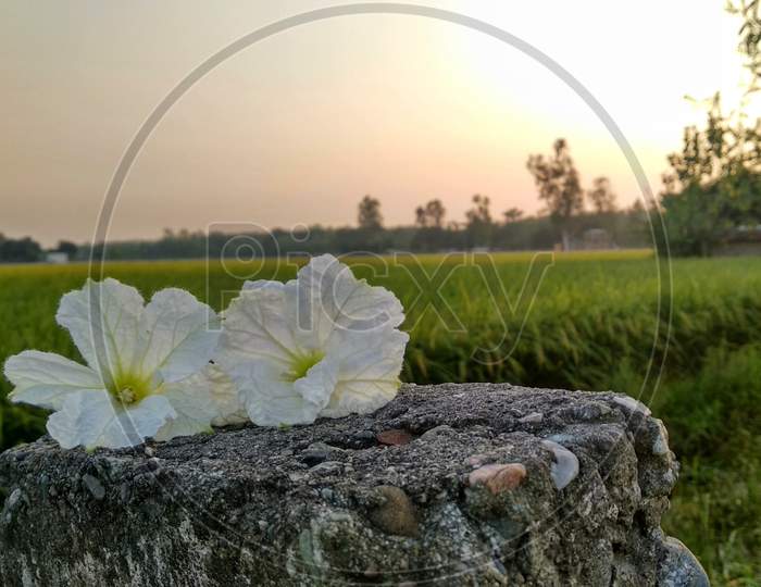 White lily 2020 hd landscape shot