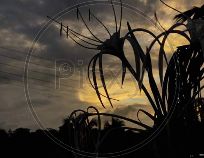 silhouette flower lily