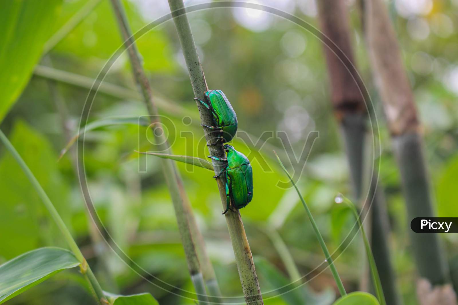 green insect, beatyful insect love for valentine's day images background