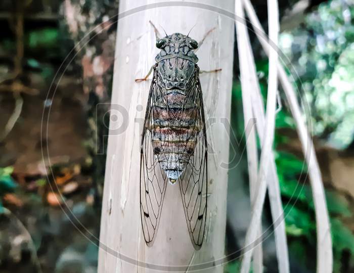 Cicada Insect Will Be Found During The Summer Season At North East Indian Region