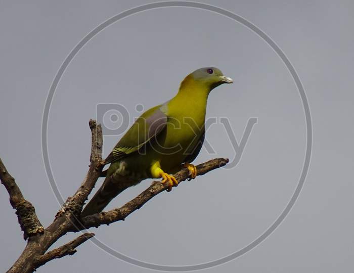 Bird pigeon yfgp yellow footed green pigeon