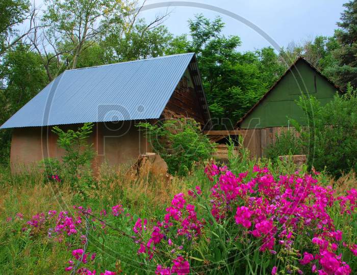 The house || plant || barn || wildflower || grass || barn || meadow