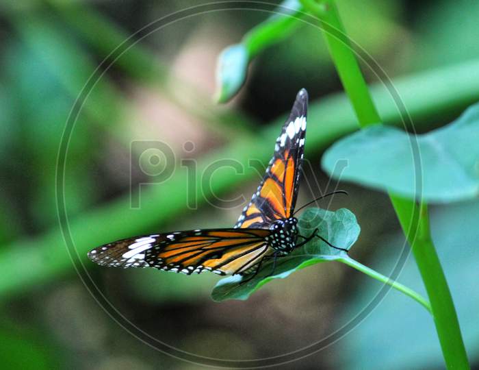 Butterfly sitting on leaf