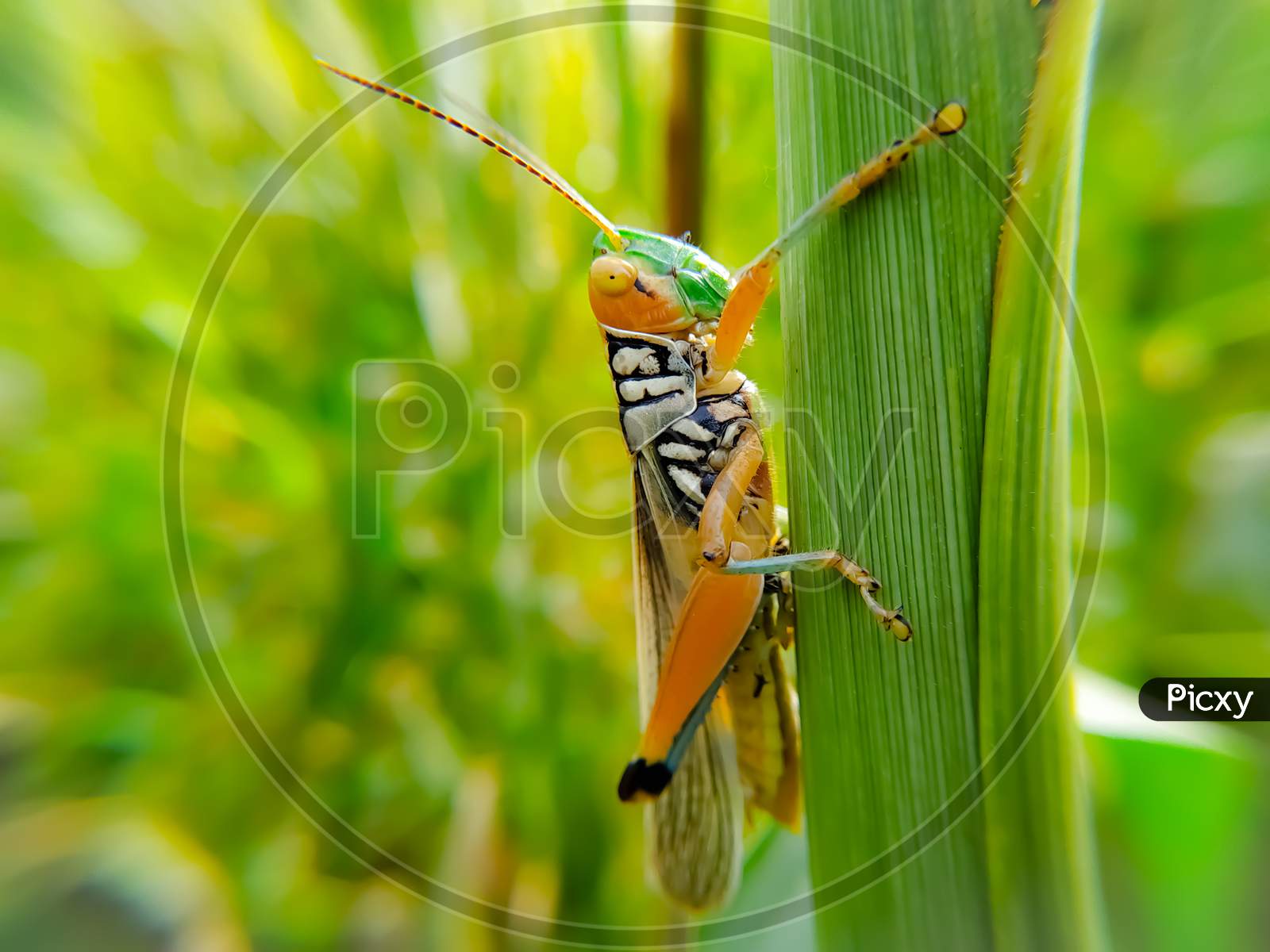A Grasshoper On Green Leaf