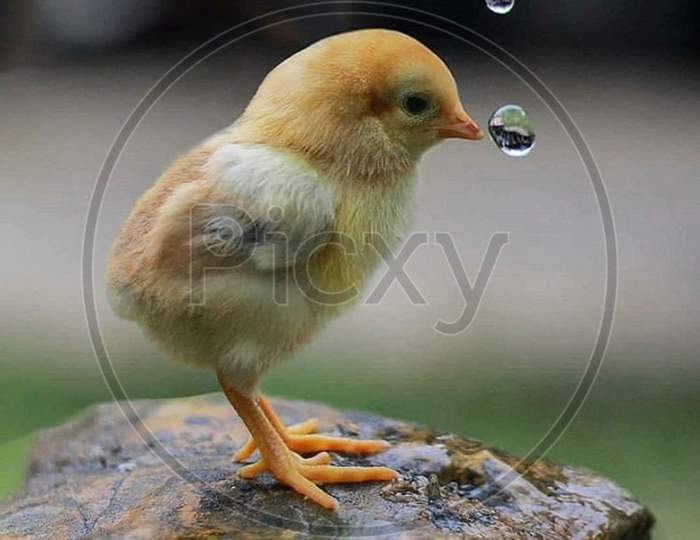 Bird, water