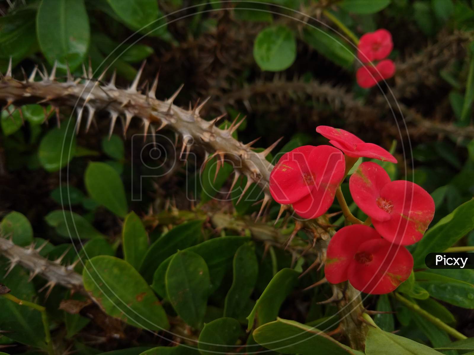 Euphorbia milii (the crown of thorns) plant