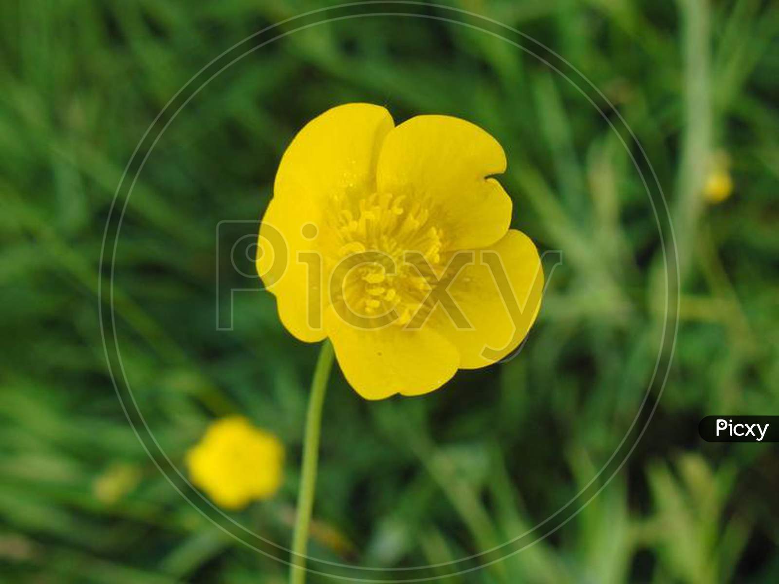 Tall field buttercup || yellow || buttercup || petal