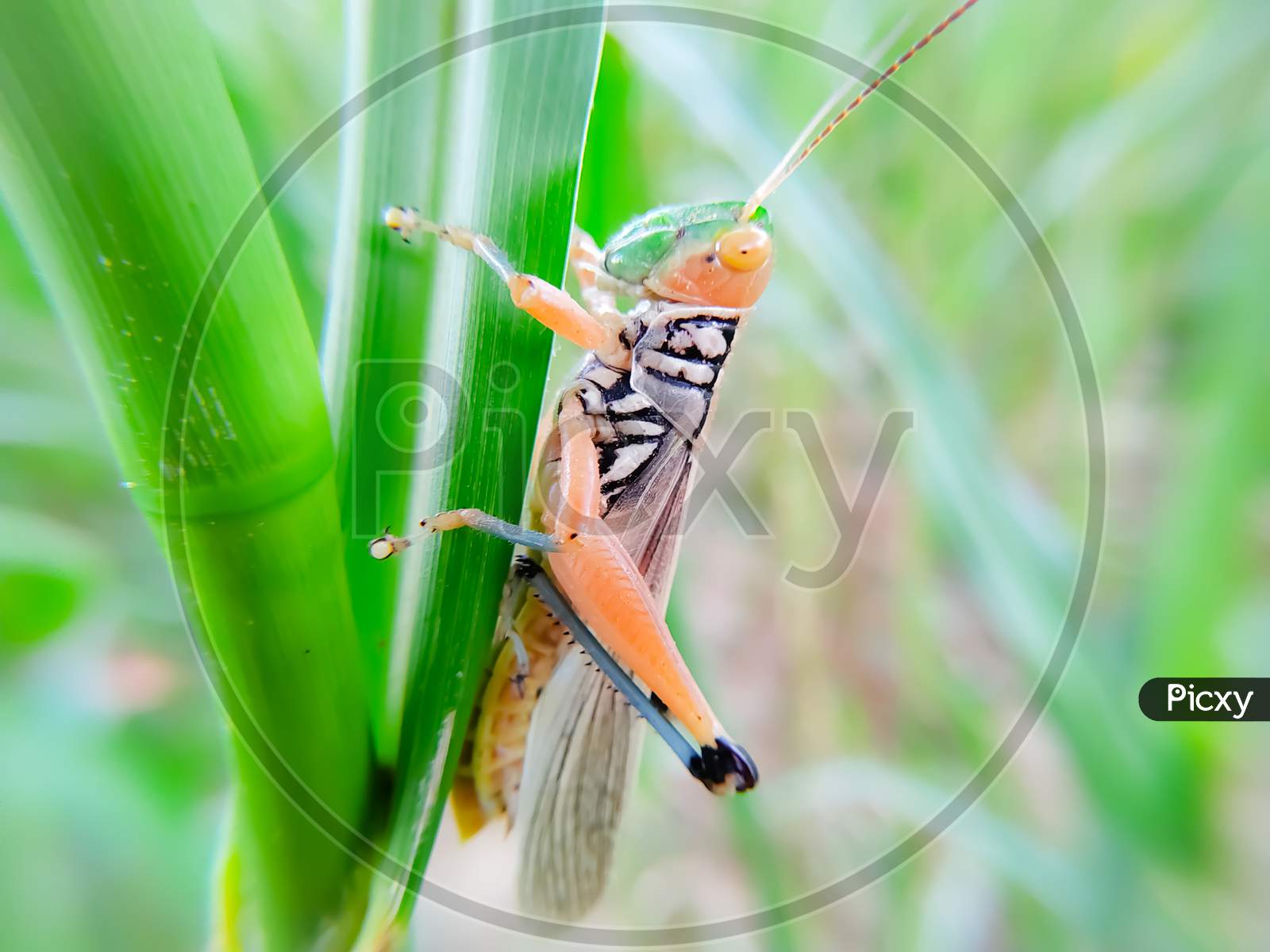A Grasshoper On Green Leaf
