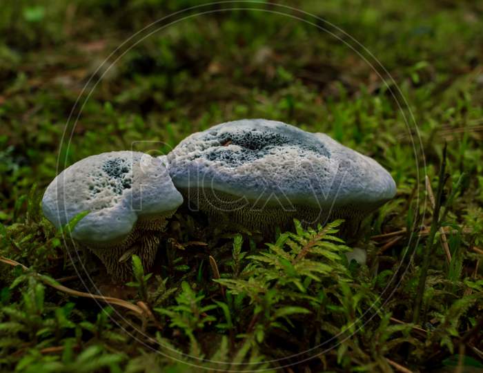 Puffball Mushrooms Growing In A Green Rain Forest