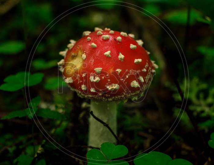 Red Death Cup Mushroom Growing In A Green Rain Forest