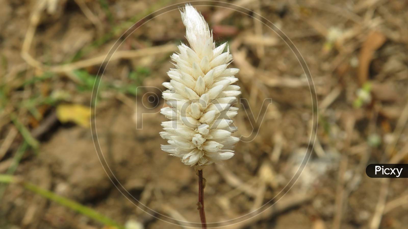 White small flower, Bathukamma flowers,