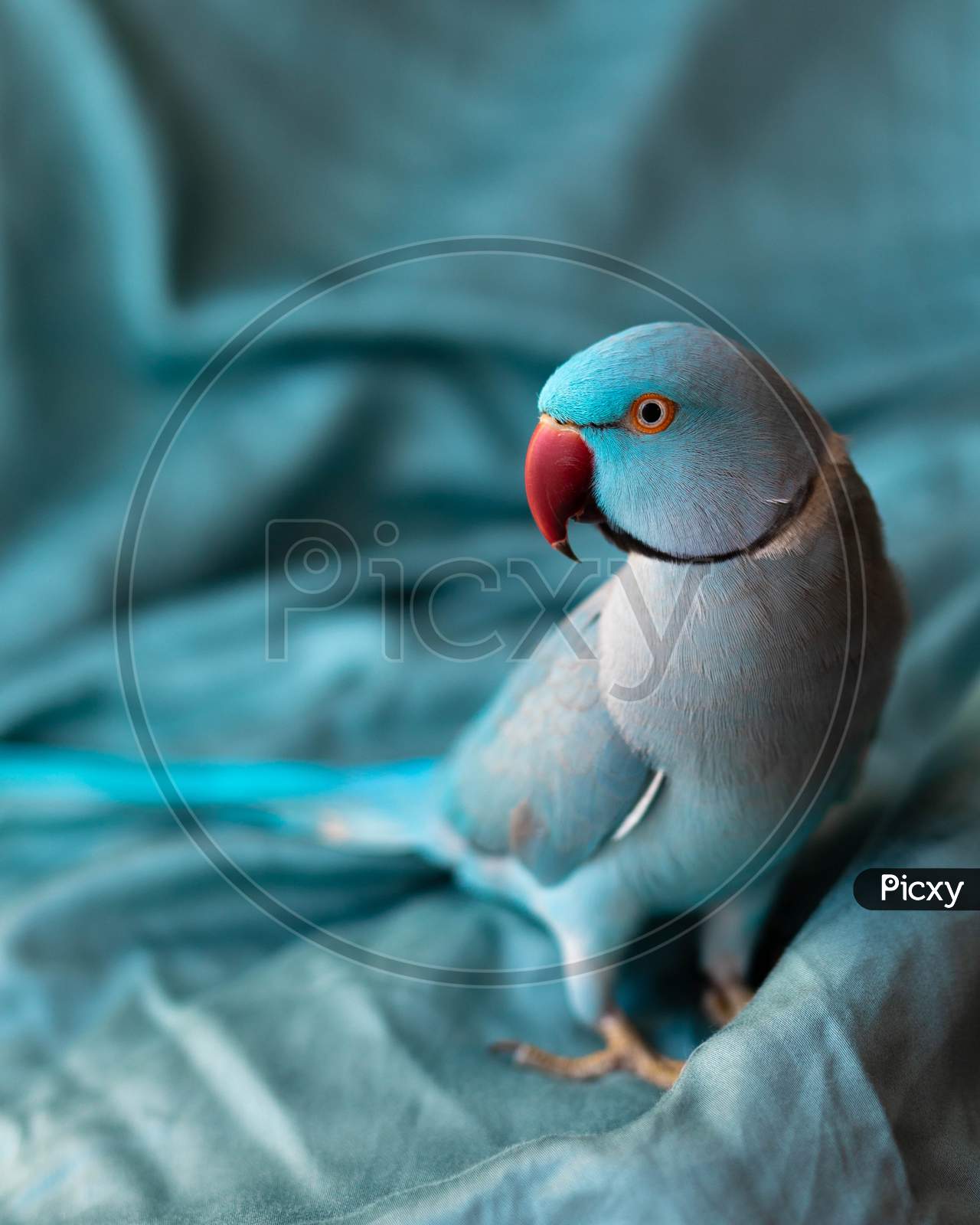 Close up || wing || eye || lovebird || beak || turquoise || bird