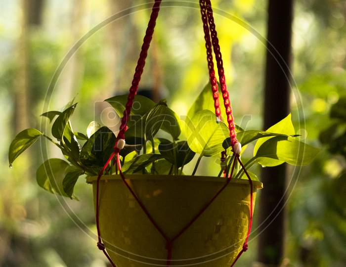 Plant Leaves In Hanging Vase