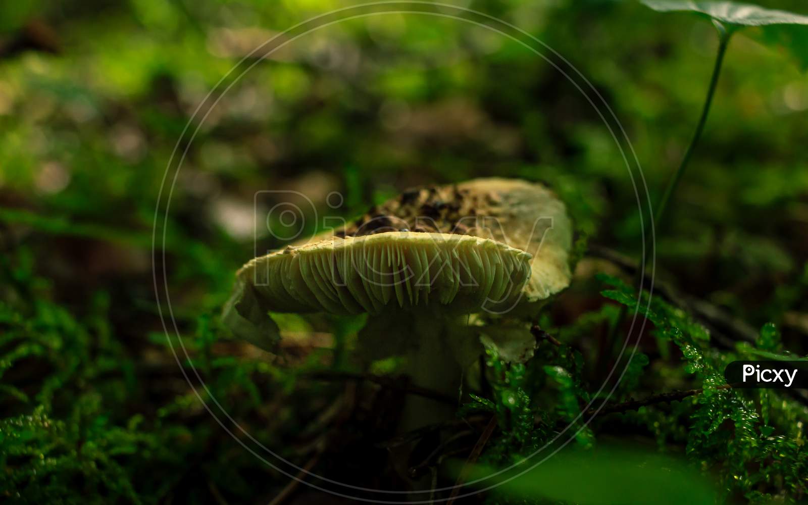Yellow Mushrooms Growing In A Green Rain Forest