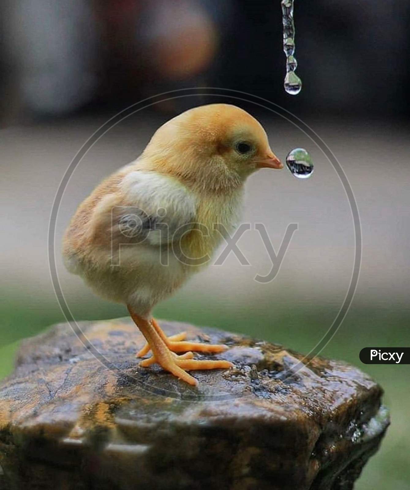 Bird, water