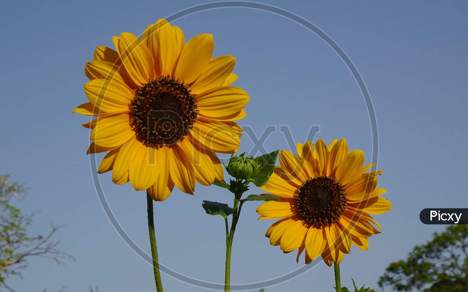 Flower Sunflower ornamental