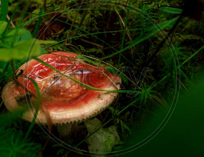 Red Brich Leaf Mushroom In Green Rain Forest