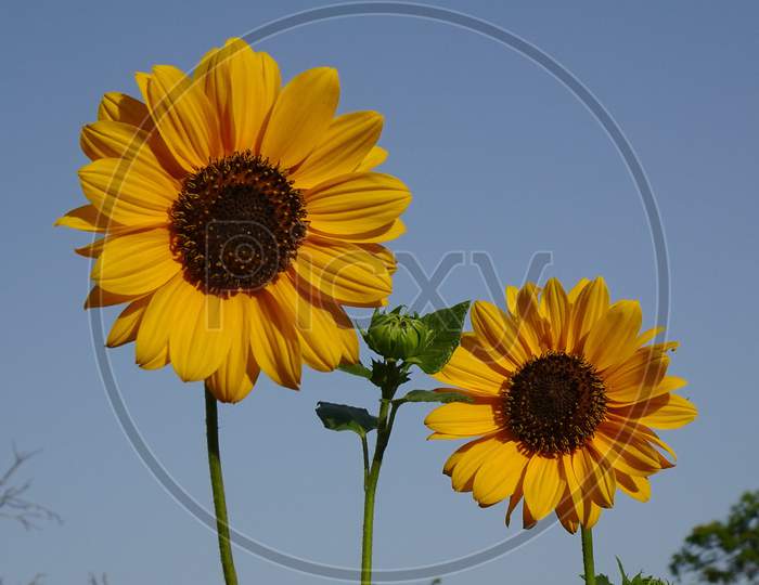 Flower Sunflower ornamental